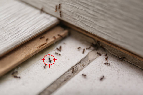 Trusted Ballville, OH Pest Control Experts