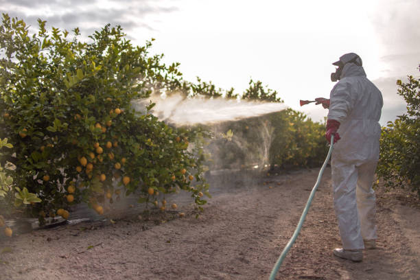 Flea Control Services in Ballville, OH