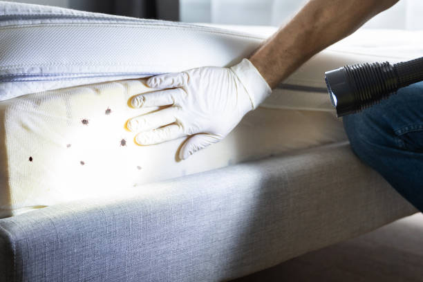 Best Affordable Pest Control Services  in Ballville, OH