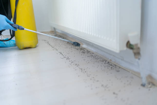Best Local Pest Control Services  in Ballville, OH